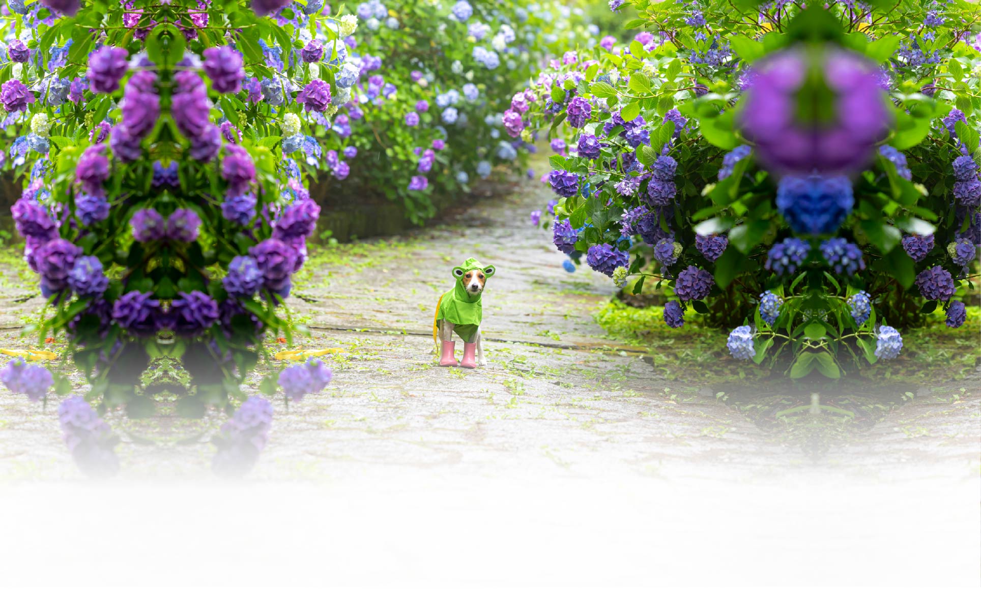 夏の愛犬との旅行 画像 6