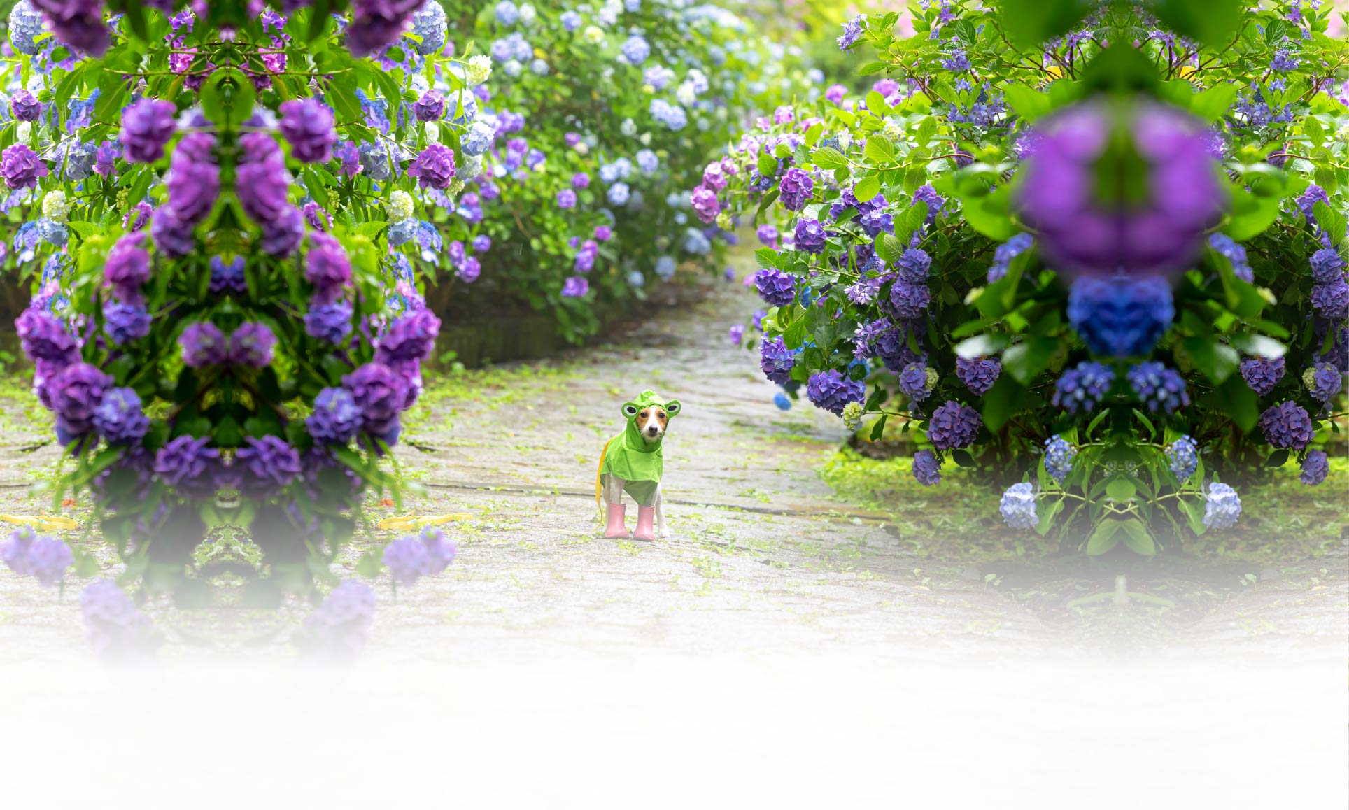 夏の愛犬との旅行 画像 6