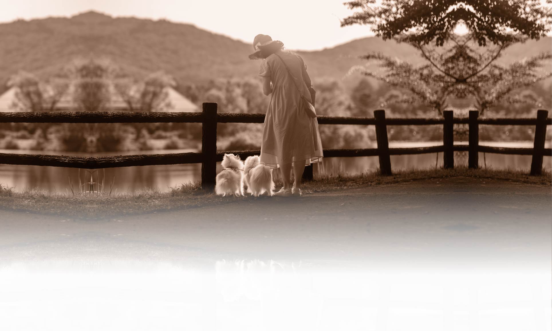 夏の愛犬との旅行 画像 3