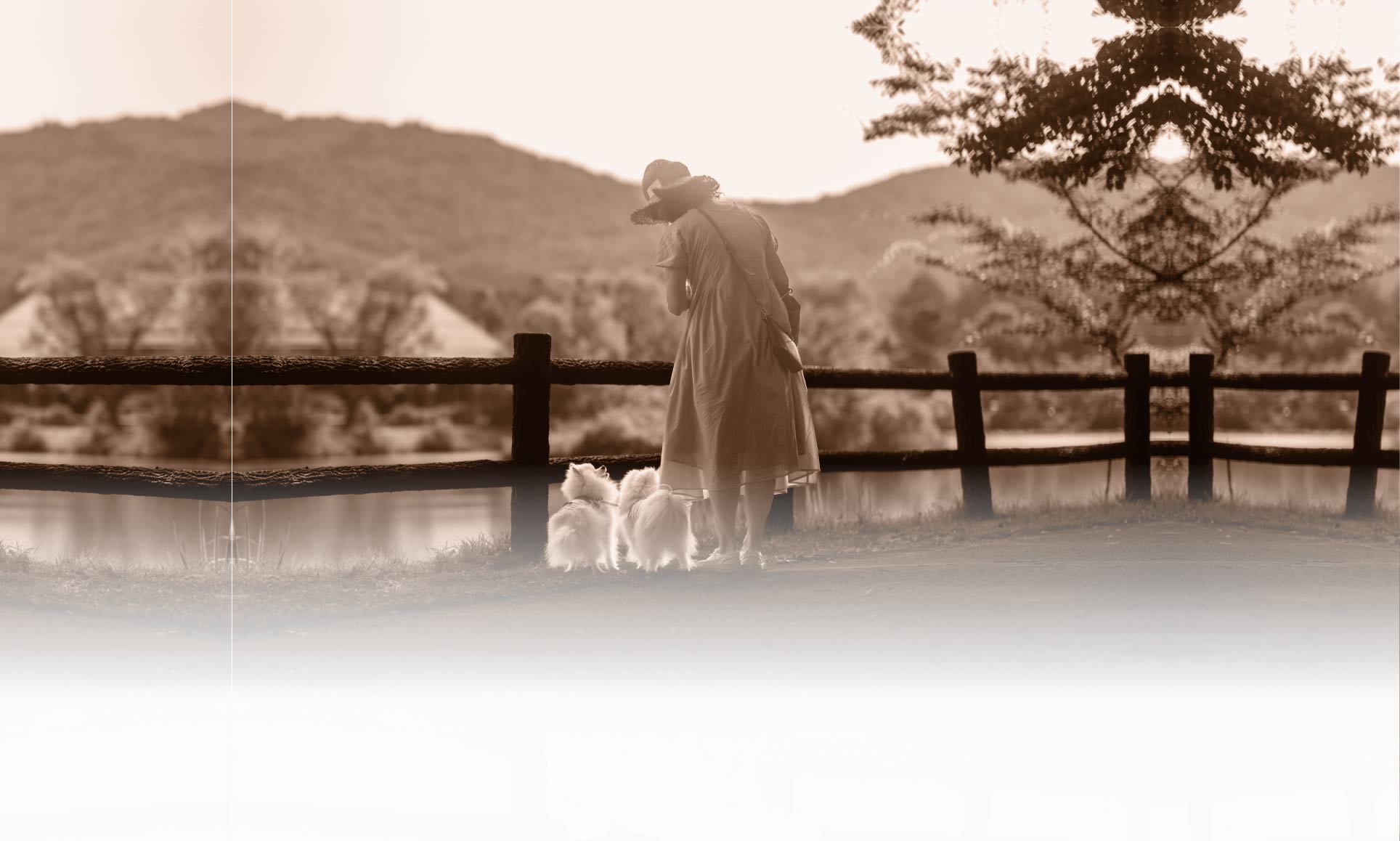 <strong>夏の愛犬との旅行 画像</strong> 3