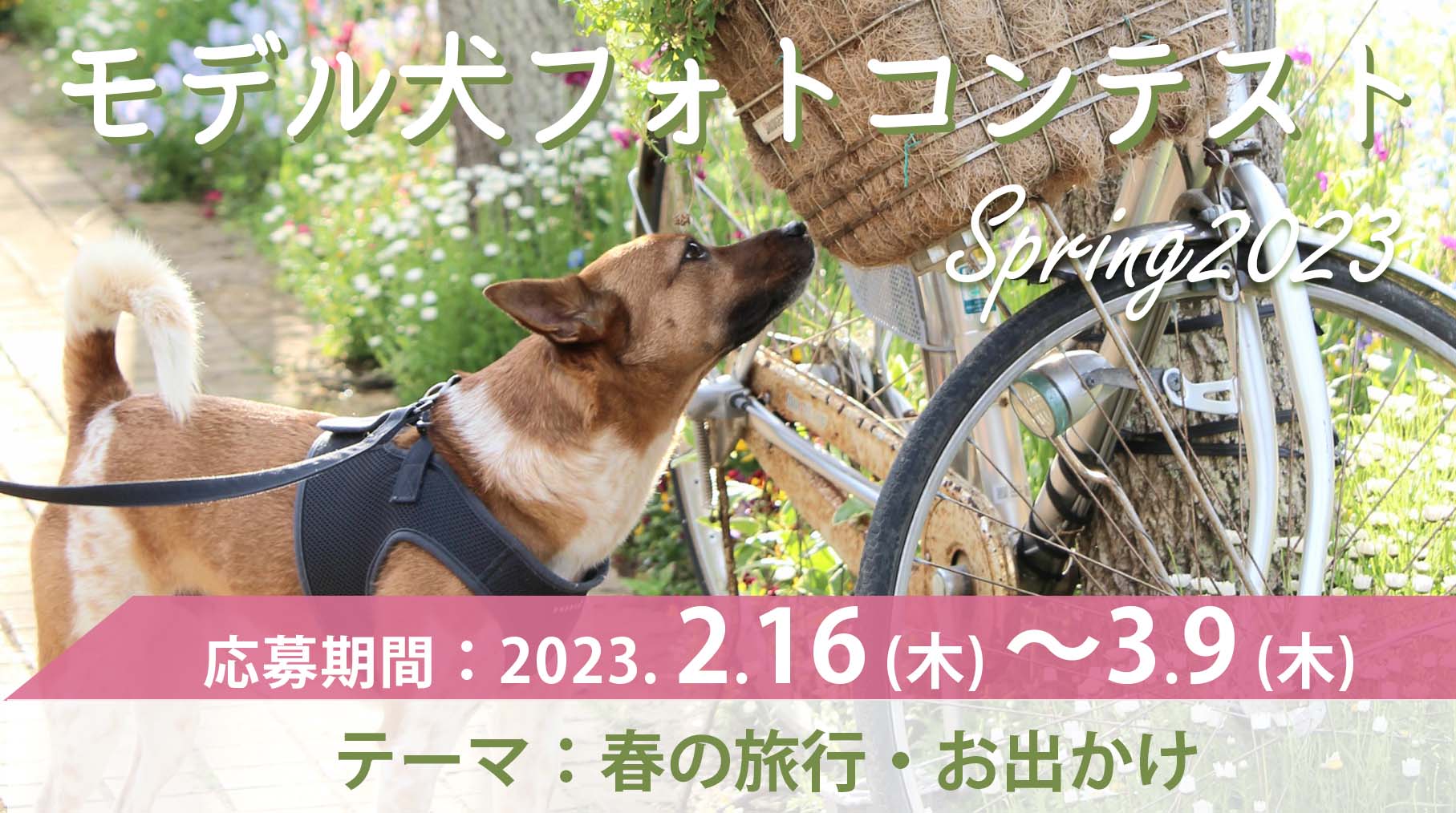 モデル犬コンテスト Spring2023